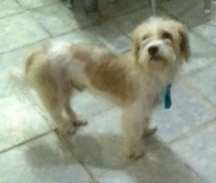 Cachorro ra a  idade 1 ano nome Billy 