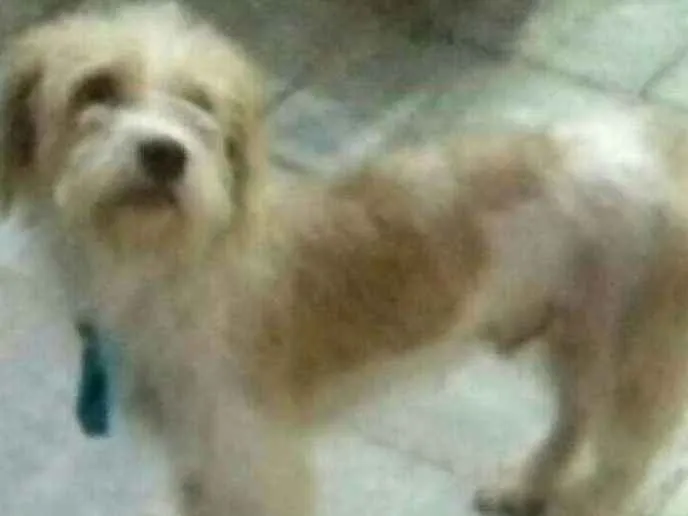 Cachorro ra a  idade 1 ano nome Billy 