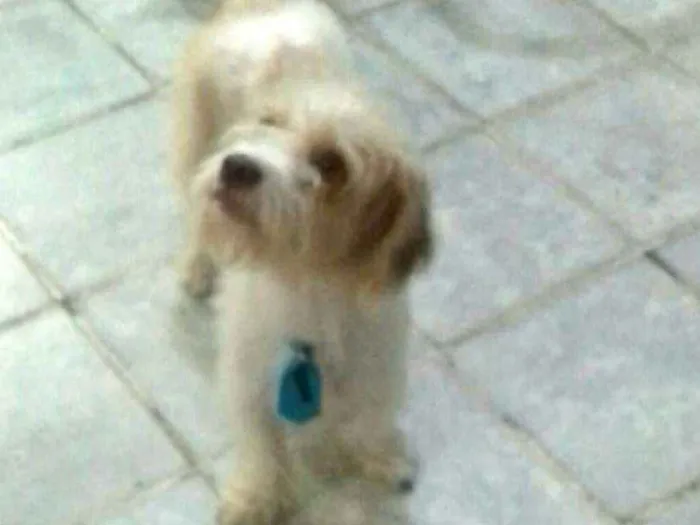 Cachorro ra a  idade 1 ano nome Billy 