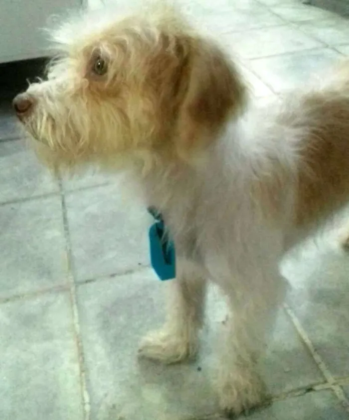Cachorro ra a  idade 1 ano nome Billy 
