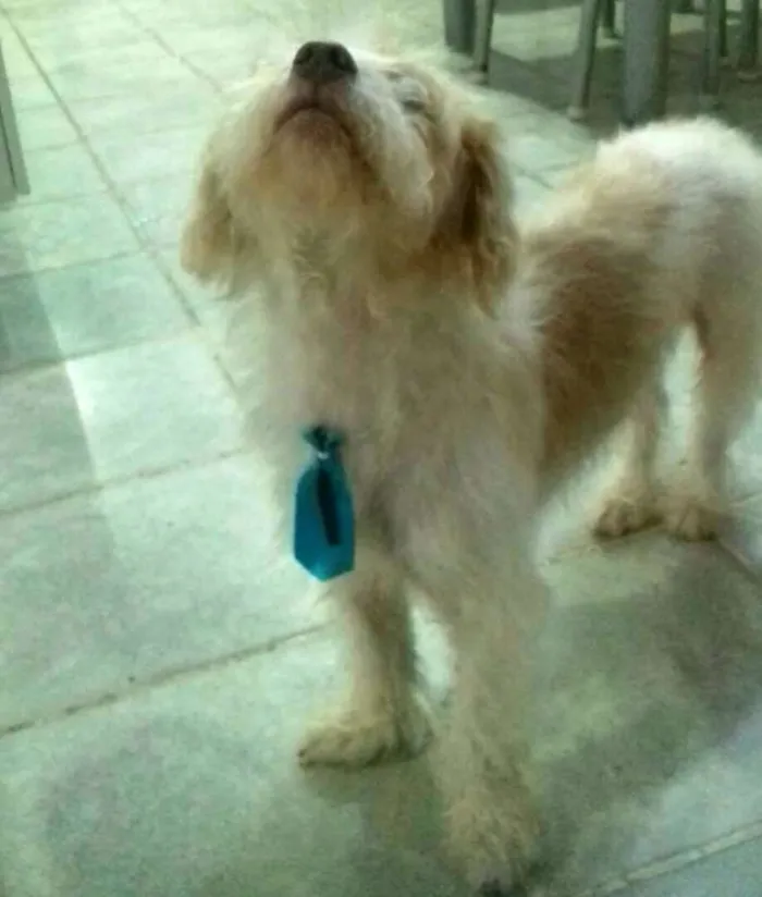 Cachorro ra a  idade 1 ano nome Billy 