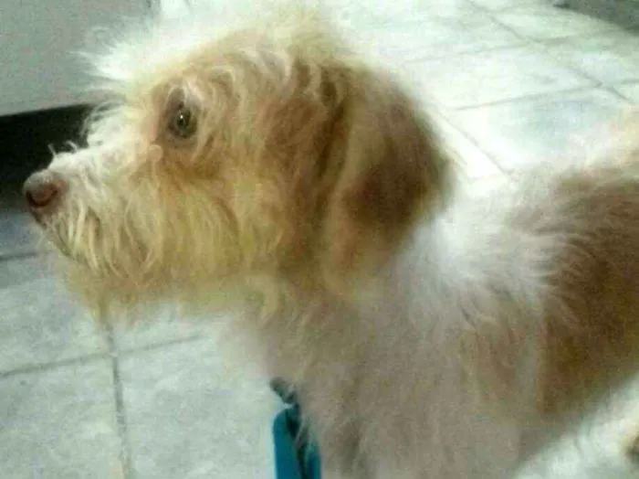 Cachorro ra a  idade 1 ano nome Billy 
