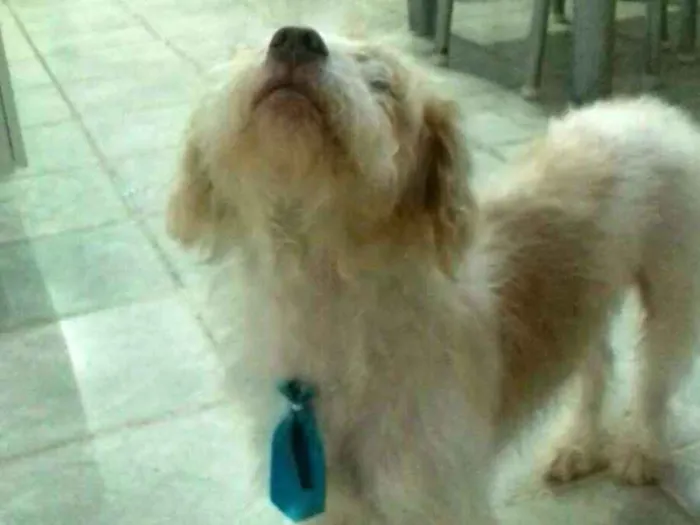 Cachorro ra a  idade 1 ano nome Billy 