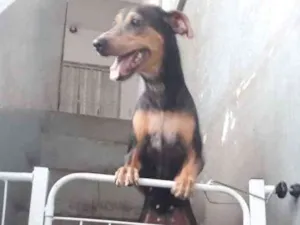 Cachorro raça SRD idade 1 ano nome Mel
