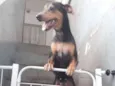 Mel