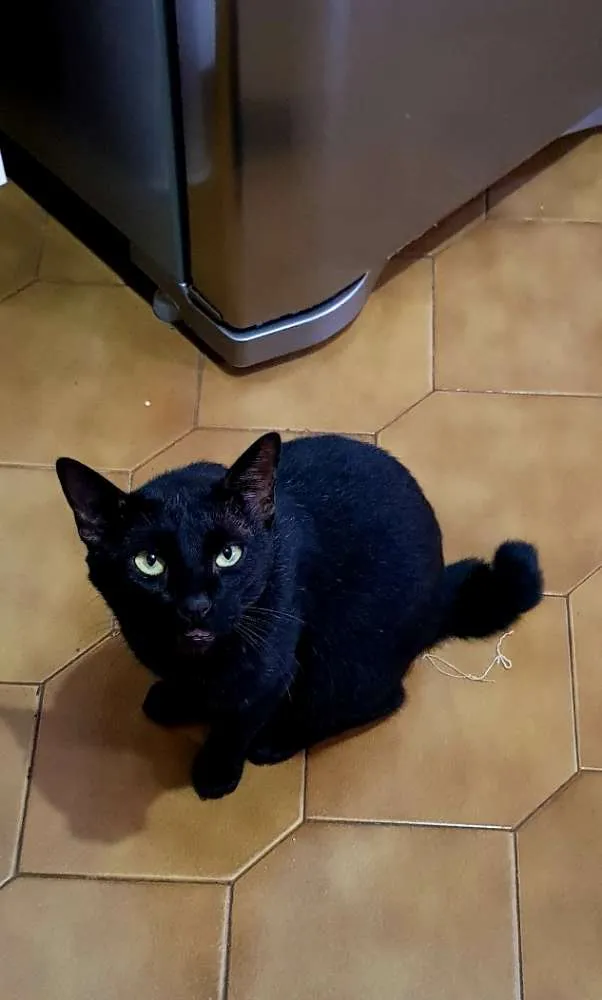 Gato ra a Não definida idade 2 anos nome Well