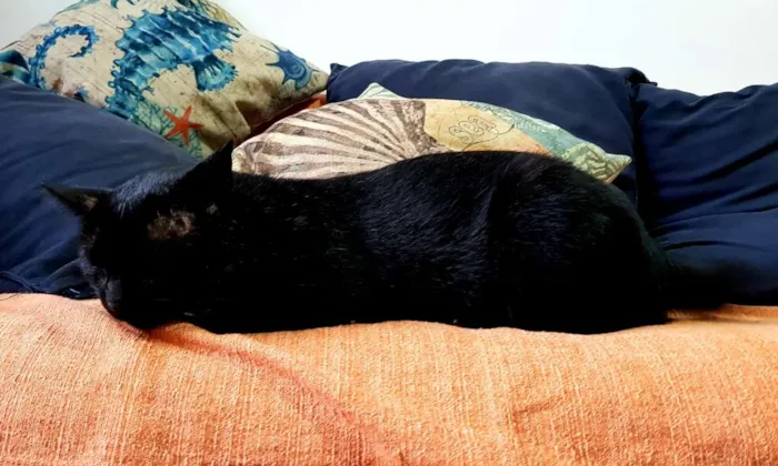 Gato ra a Não definida idade 2 anos nome Well