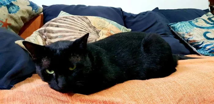 Gato ra a Não definida idade 2 anos nome Well