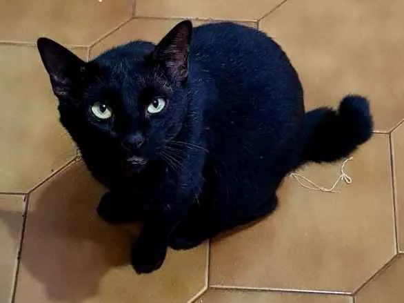 Gato ra a Não definida idade 2 anos nome Well
