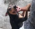 Mel