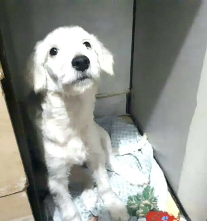 Cachorro ra a Poodle  idade 2 a 6 meses nome Kira 