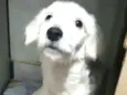 Kira 