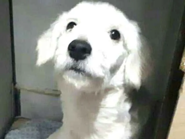 Cachorro ra a Poodle  idade 2 a 6 meses nome Kira 