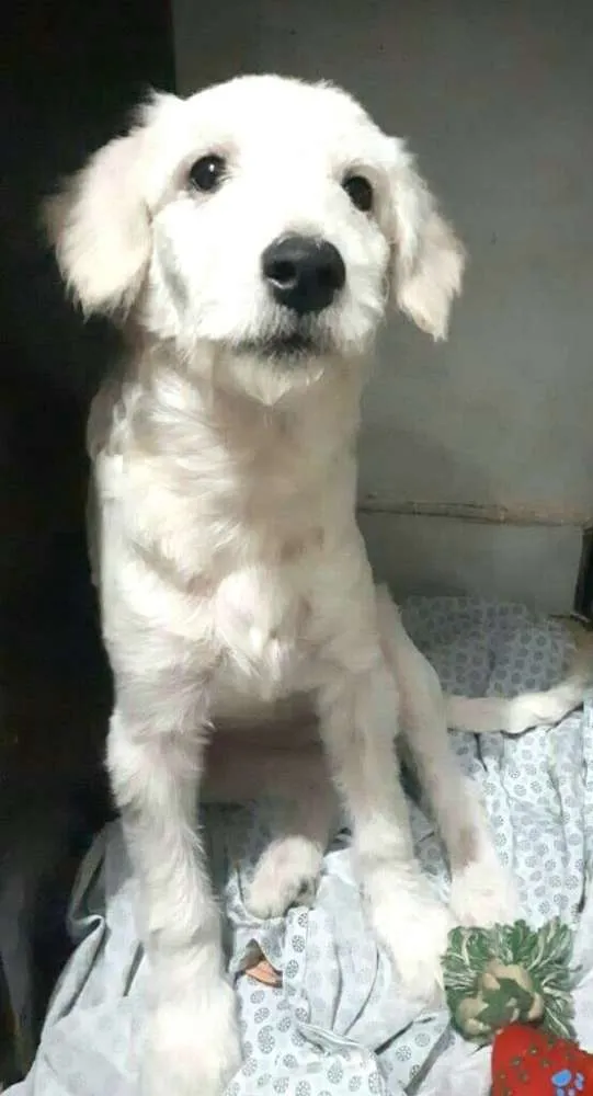 Cachorro ra a Poodle  idade 2 a 6 meses nome Kira 