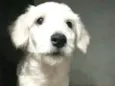 Kira 