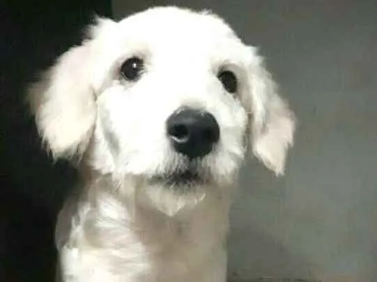 Cachorro ra a Poodle  idade 2 a 6 meses nome Kira 