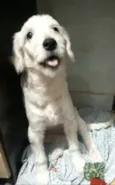Kira 