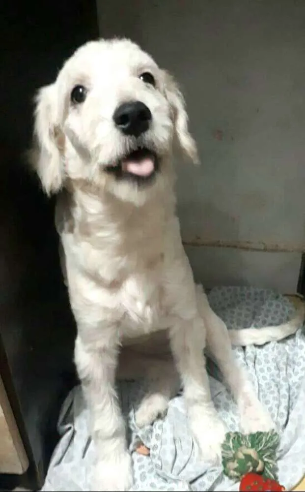 Cachorro ra a Poodle  idade 2 a 6 meses nome Kira 