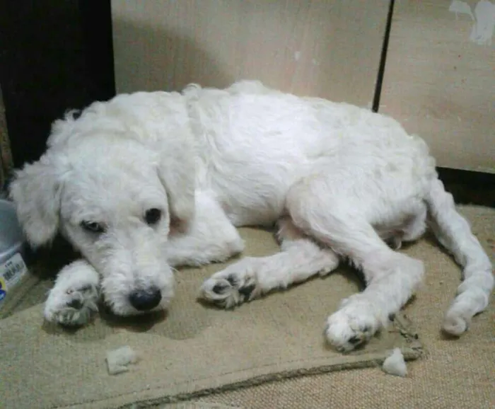 Cachorro ra a Poodle  idade 2 a 6 meses nome Kira 