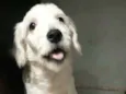 Kira 