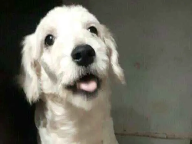 Cachorro ra a Poodle  idade 2 a 6 meses nome Kira 
