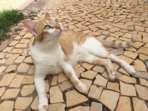 Gato raça SRD idade 2 anos nome Cherrie