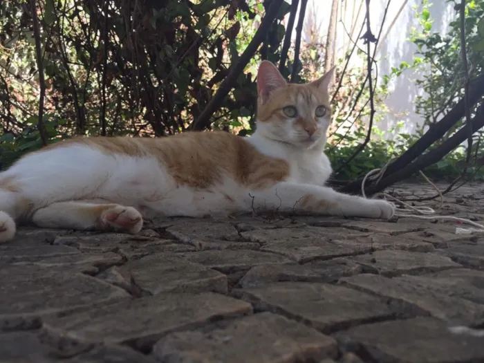 Gato ra a SRD idade 2 anos nome Cherrie