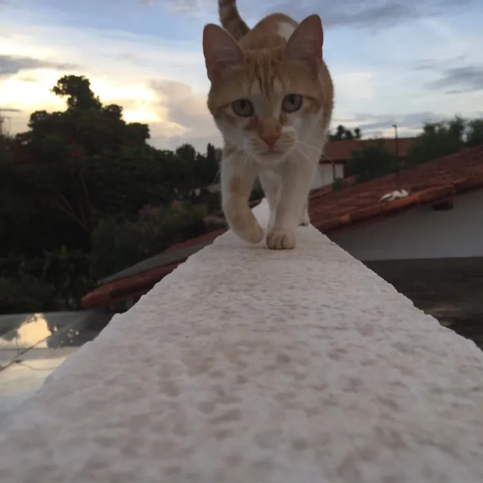 Gato ra a SRD idade 2 anos nome Cherrie