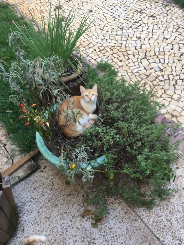 Gato ra a SRD idade 2 anos nome Cherrie