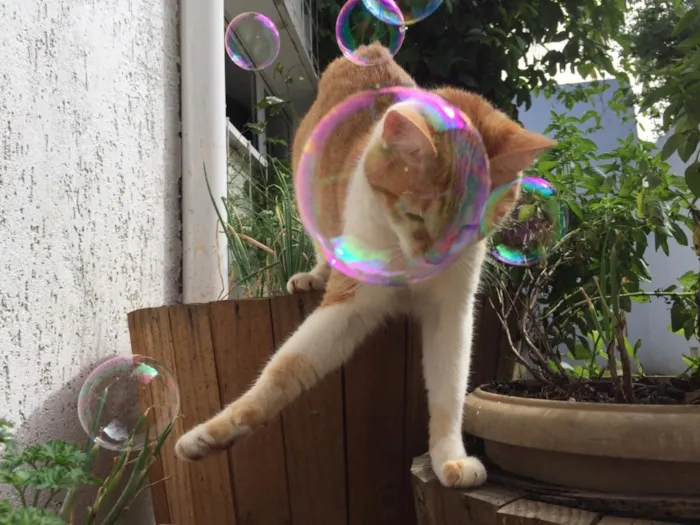 Gato ra a SRD idade 2 anos nome Cherrie