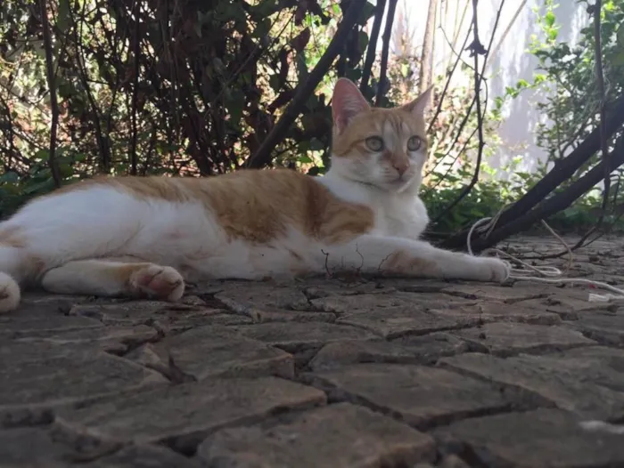 Gato ra a SRD idade 2 anos nome Cherrie