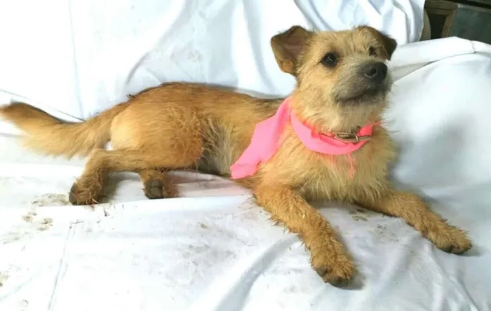 Cachorro ra a  idade 7 a 11 meses nome Skay
