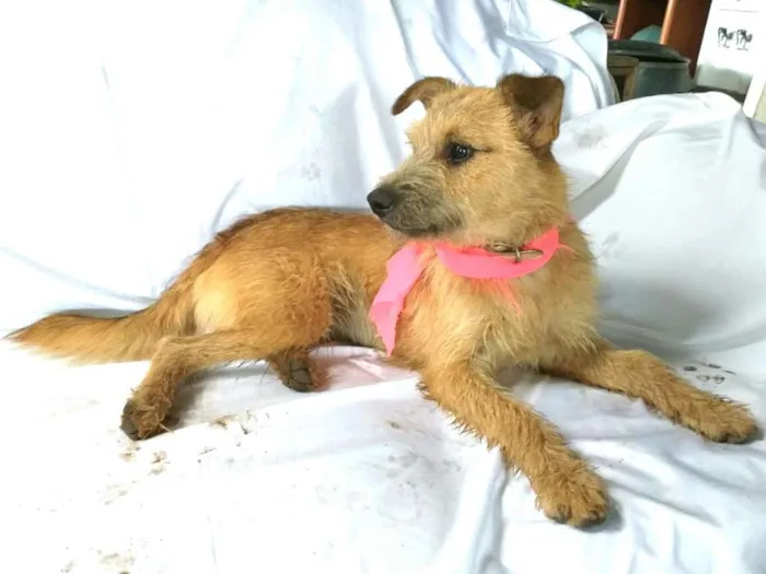 Cachorro ra a  idade 7 a 11 meses nome Skay
