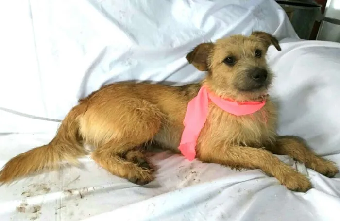 Cachorro ra a  idade 7 a 11 meses nome Skay