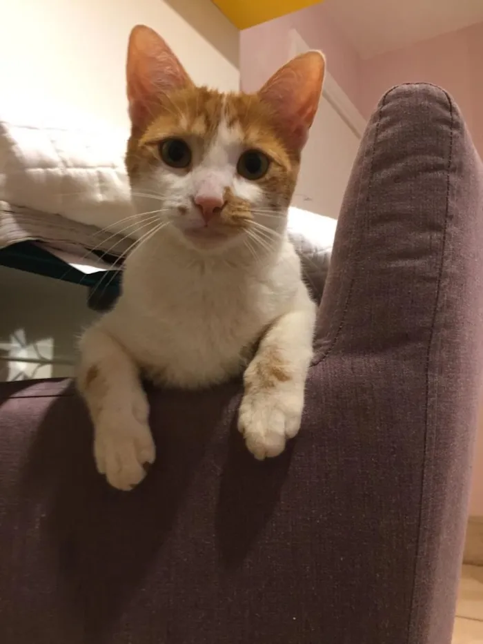 Gato ra a Gato idade 1 ano nome Mel
