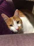 Mel