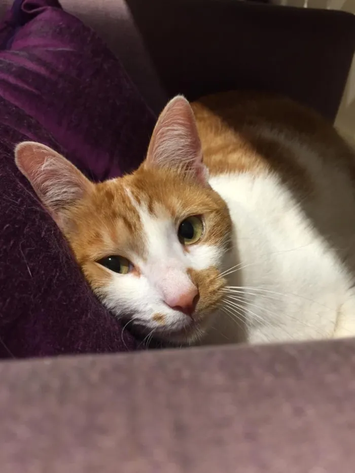 Gato ra a Gato idade 1 ano nome Mel
