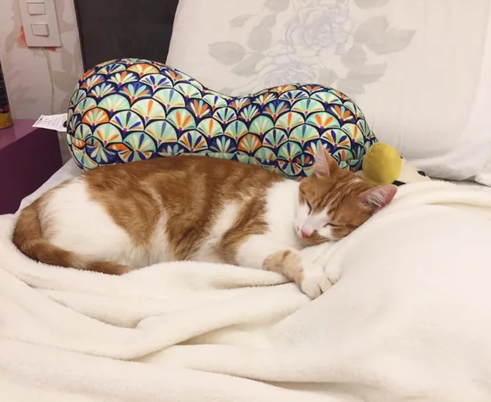 Gato ra a Gato idade 1 ano nome Mel