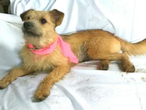 Cachorro raça  idade 7 a 11 meses nome Skay