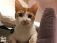 Mel