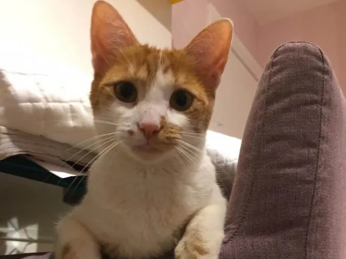 Gato ra a Gato idade 1 ano nome Mel