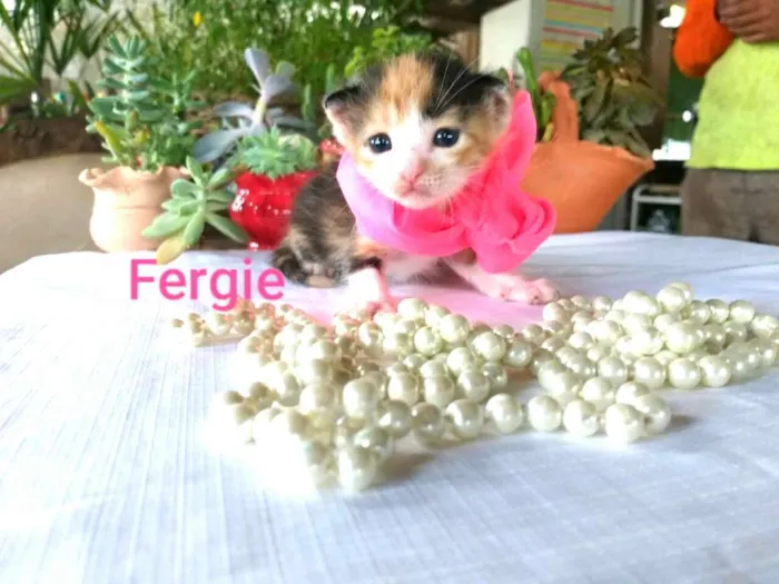 Gato ra a  idade Abaixo de 2 meses nome Fergie 