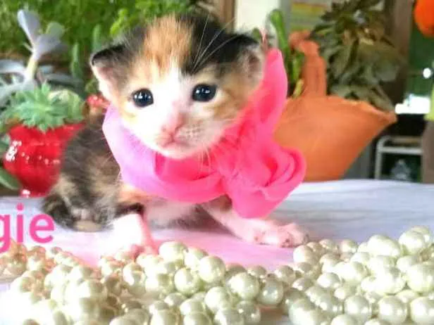 Gato ra a  idade Abaixo de 2 meses nome Fergie 