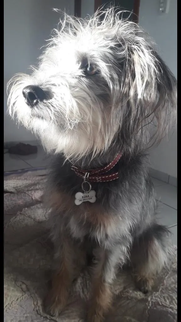 Cachorro ra a SRD idade 1 ano nome Kira