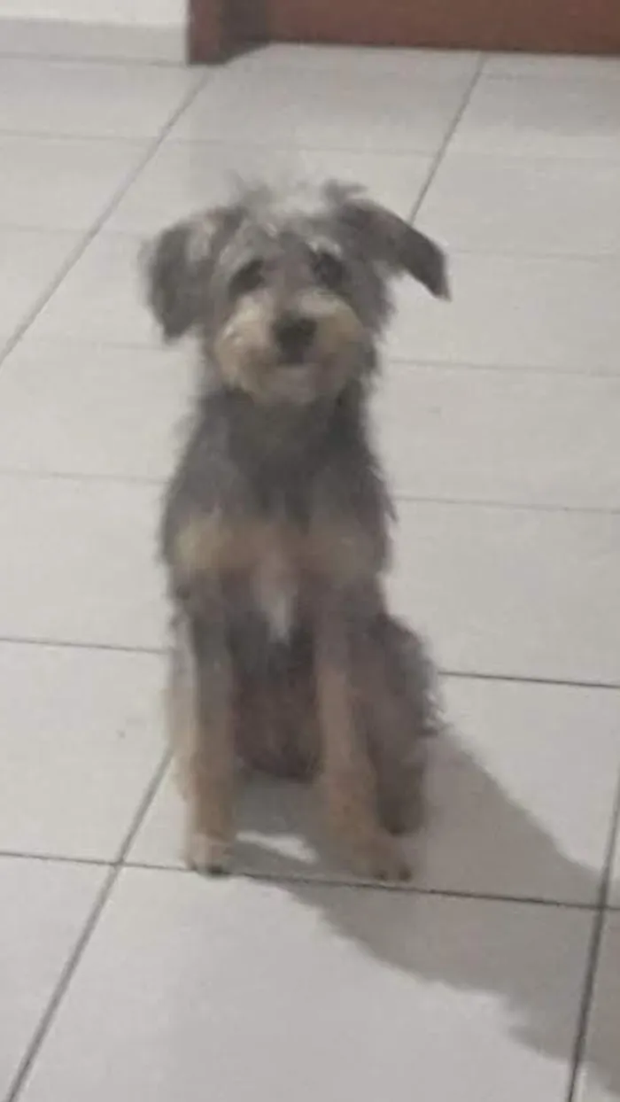 Cachorro ra a SRD idade 1 ano nome Kira