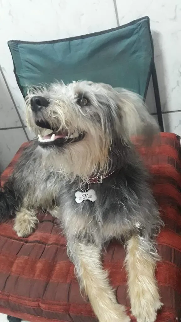 Cachorro ra a SRD idade 1 ano nome Kira