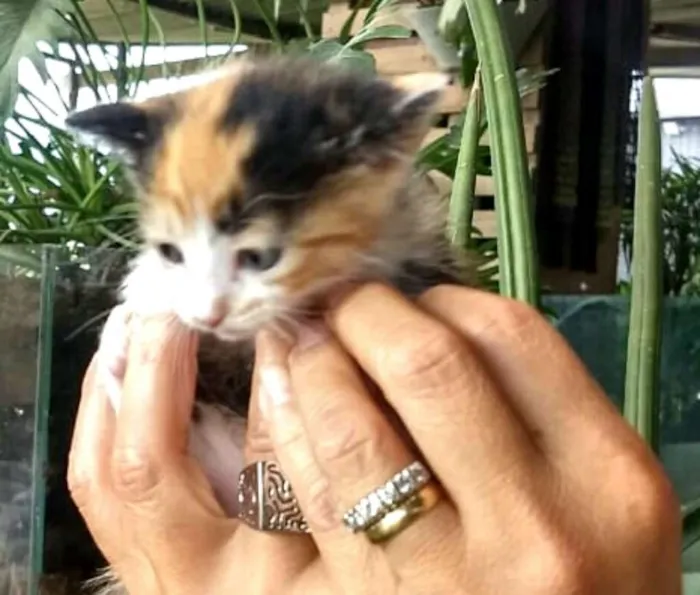 Gato ra a  idade Abaixo de 2 meses nome Fergie 