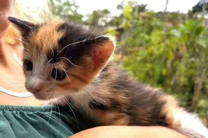 Gato ra a  idade Abaixo de 2 meses nome Fergie 