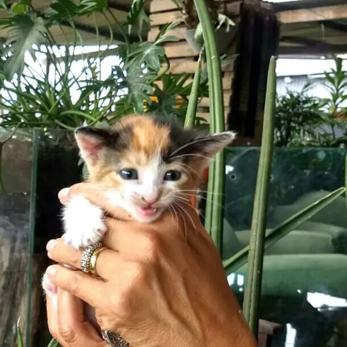 Gato ra a  idade Abaixo de 2 meses nome Fergie 