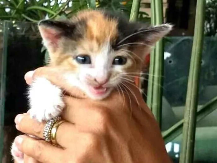 Gato ra a  idade Abaixo de 2 meses nome Fergie 